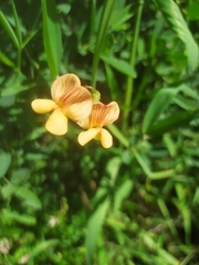 Lathyrus hierosolymitanus