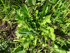 Rorippa amphibia
