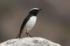 Oenanthe lugentoides