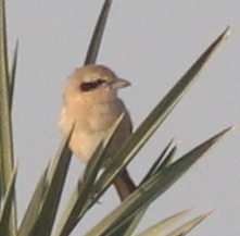 Lanius isabellinus