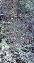 Euryops tenuissimus