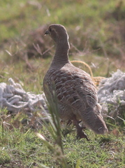 Ortygornis pondicerianus