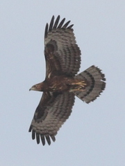 Pernis ptilorhynchus