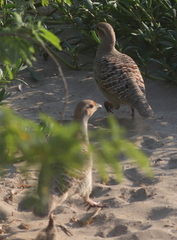 Ortygornis pondicerianus