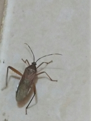 Notobitus