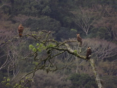 Caracara plancus