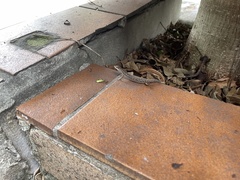 Saproscincus spectabilis