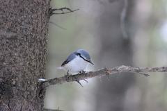 Sitta europaea asiatica