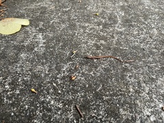 Saproscincus spectabilis