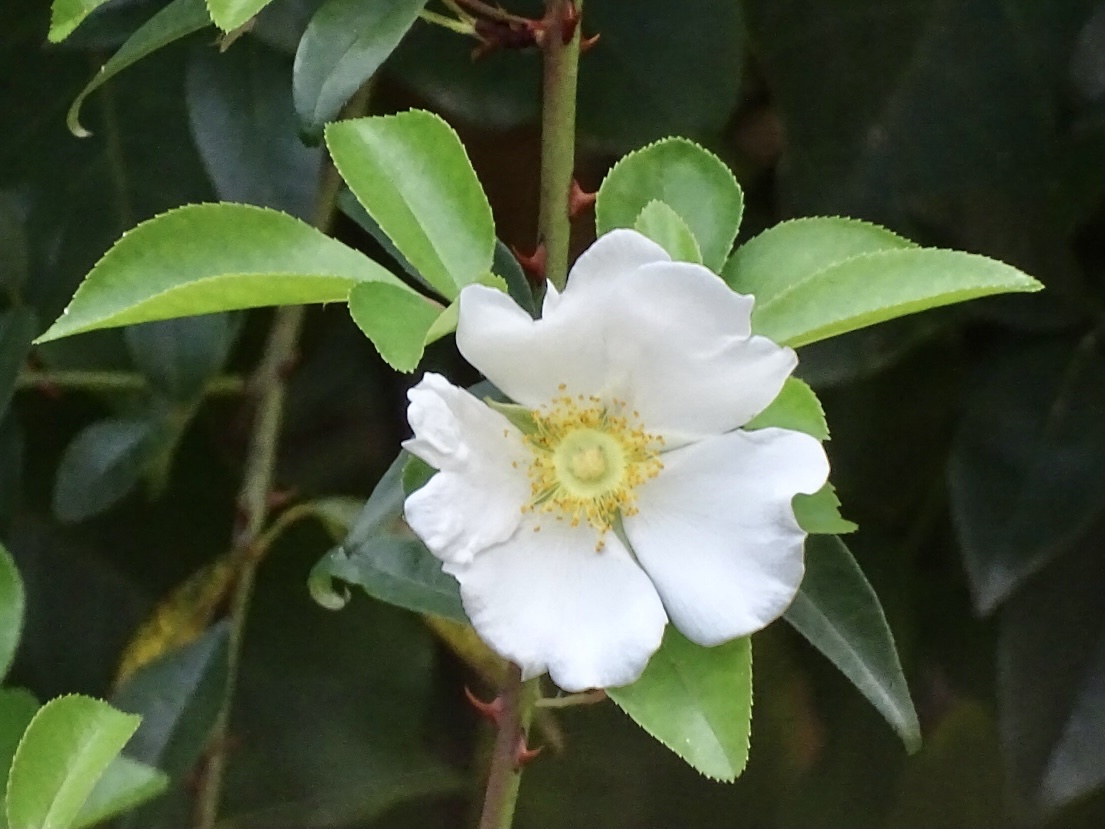 Rosa laevigata