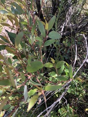 Eucalyptus ligustrina