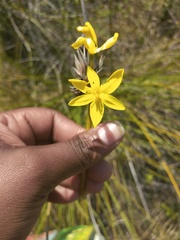 Bobartia orientalis