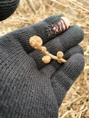 Cecidophyopsis ribis