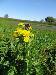 Tephroseris palustris