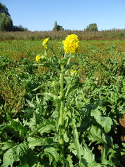 Tephroseris palustris