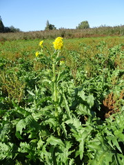 Tephroseris palustris