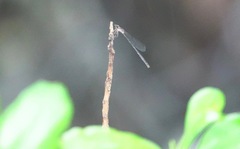 Mortonagrion arthuri