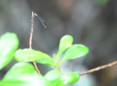 Mortonagrion arthuri