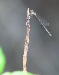 Mortonagrion arthuri