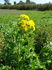 Tephroseris palustris