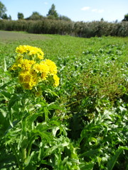 Tephroseris palustris