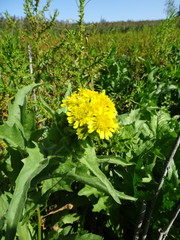 Tephroseris palustris