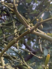 Viscum combreticola