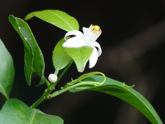 Citrus × microcarpa