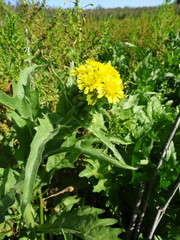 Tephroseris palustris