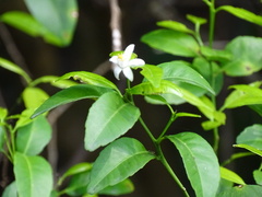 Citrus × microcarpa