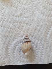 Tritia reticulata