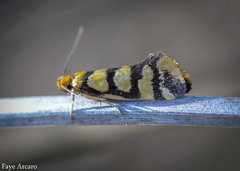 Sclerocris tetragona
