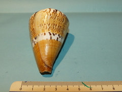Conus capitaneus