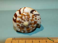 Conus capitaneus