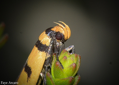 Sclerocris tetragona
