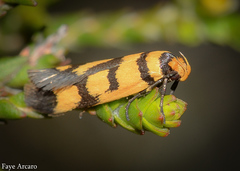 Sclerocris tetragona