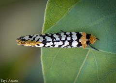 Moerarchis clathrata