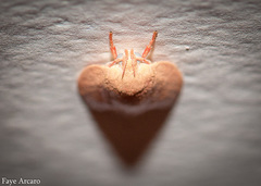 Euchaetis