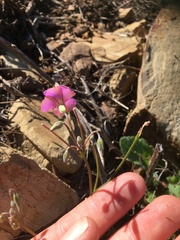 Oxalis bifida
