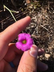 Oxalis bifida