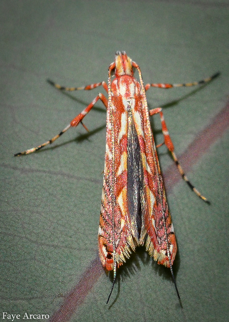 Gracillarioidea