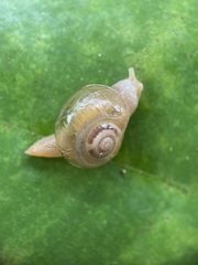 Helicarion perfragilis