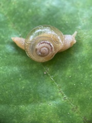 Helicarion perfragilis