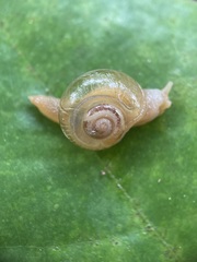 Helicarion perfragilis