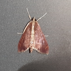 Aponia minnithalis