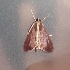 Aponia minnithalis