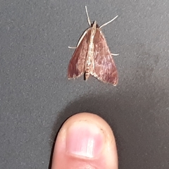Aponia minnithalis