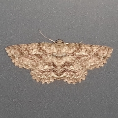 Bryoptera subbrunnea