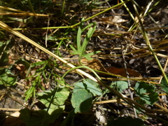 Convolvulus angustissimus