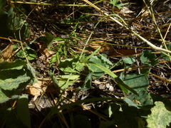 Convolvulus angustissimus